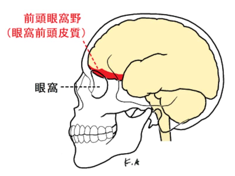 優しい、短気、ワガママ…性格の違いは脳の前頭眼窩野の違い？ [脳科学・脳の健康] All About