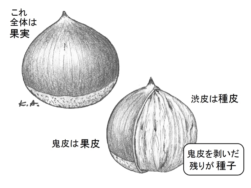 クリ,果実,種子