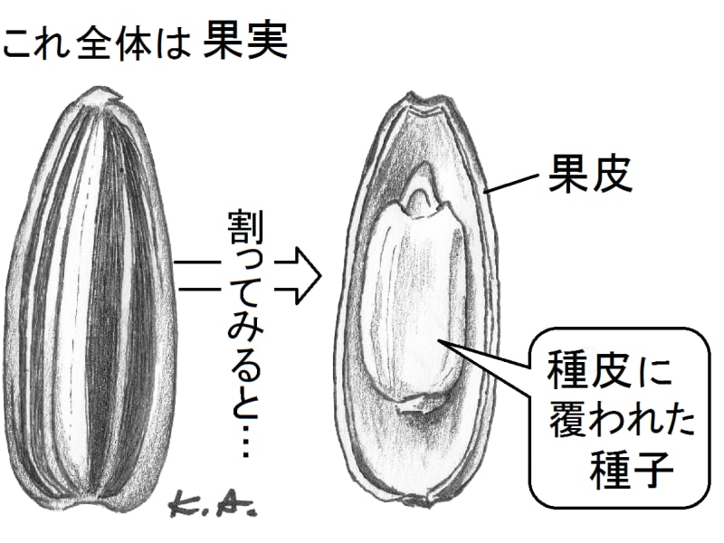ヒマワリ,種,果実