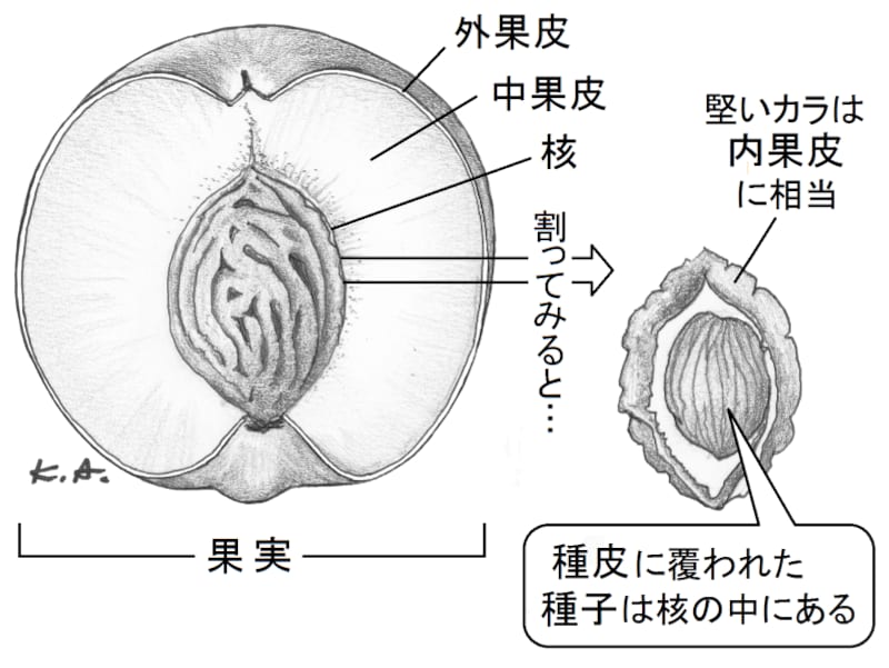 モモ,果実,核,種
