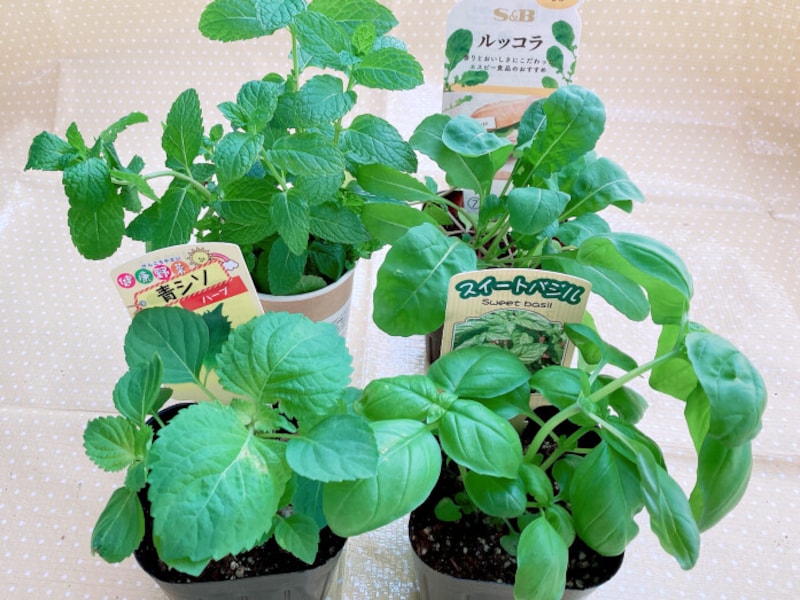 100均の香味野菜でプランター栽培