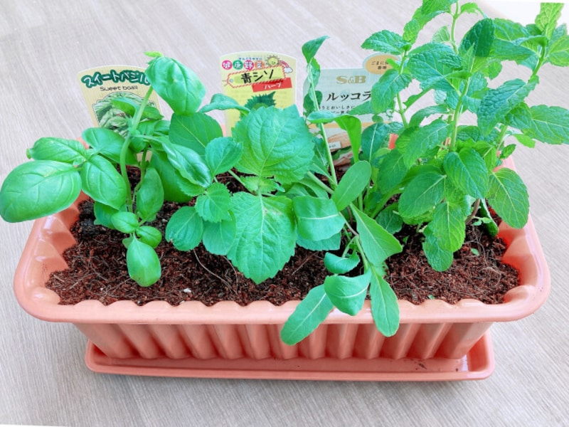 食費のプチ節約にもなって楽しい 香味野菜 を100均のプランターで育てる方法 雑貨 All About