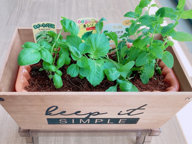100均の香味野菜でプランター栽培