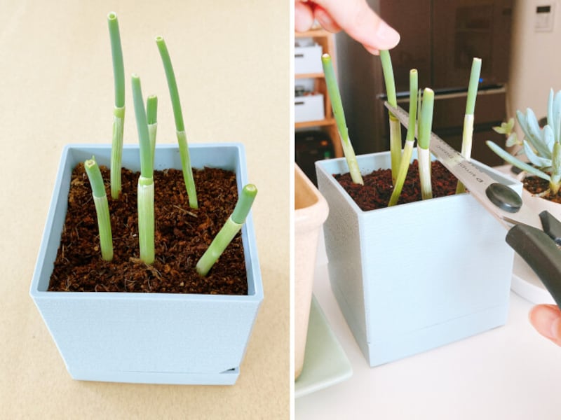 100均の香味野菜でプランター栽培