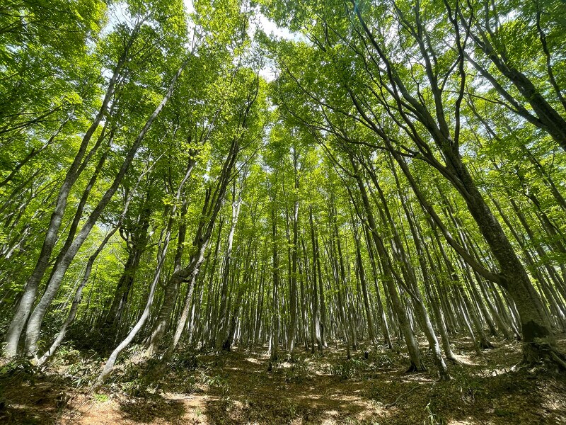本来の自分に還ることができるブナ林ツアー