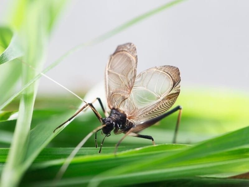 秋の虫の代表格の鈴虫。秋の虫といえばほかに何？