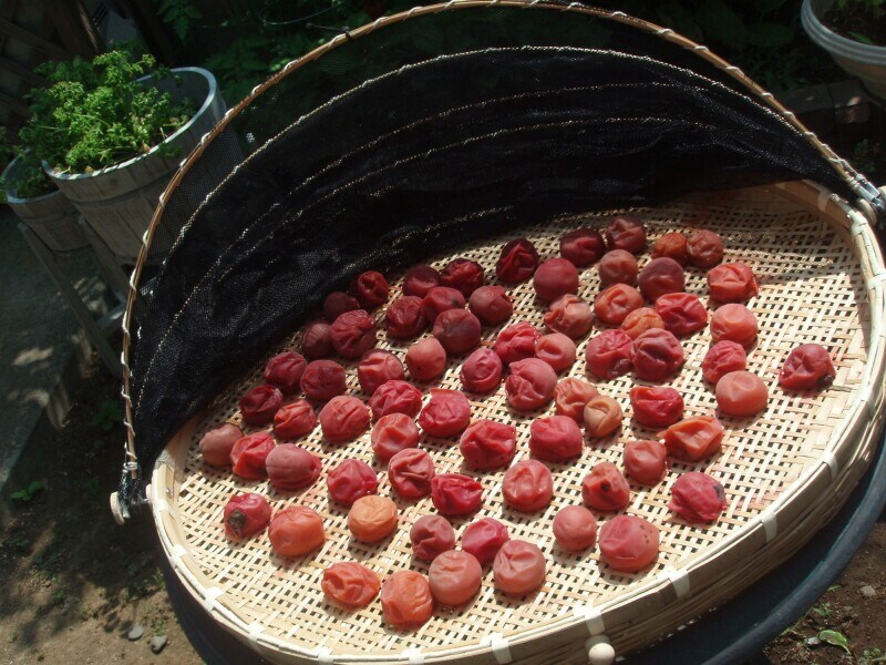 ３日くらい梅を干す