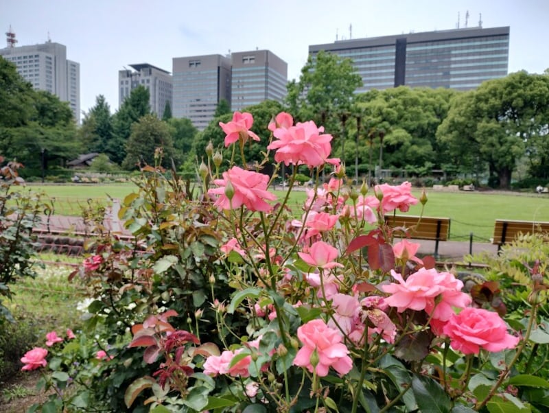 メインカメラの作例