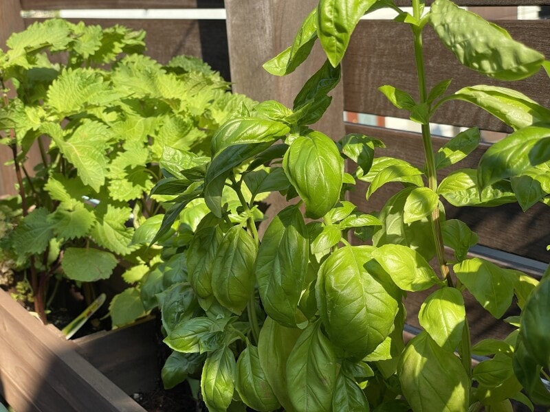 ベランダ菜園をはじめてみる