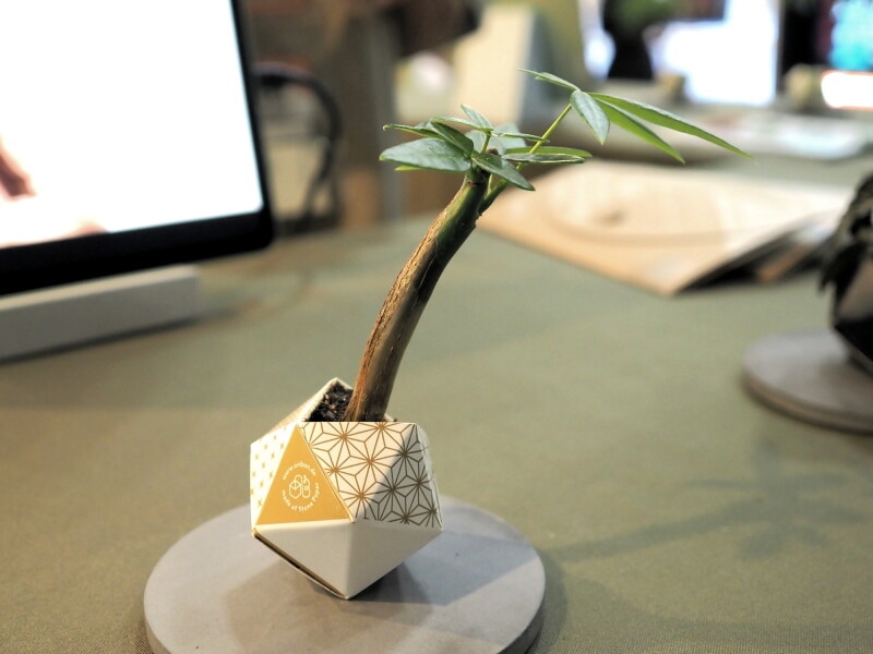 オリボン　アーバンジャングルキット2