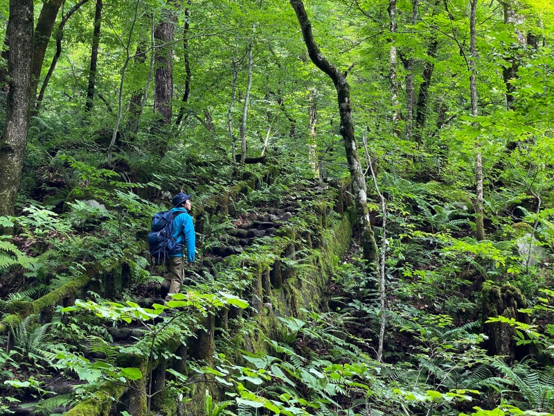 非日常な自然が広がる奥入瀬渓流。ネイチャーガイドが案内する、1日1組限定のプライベートツアーも