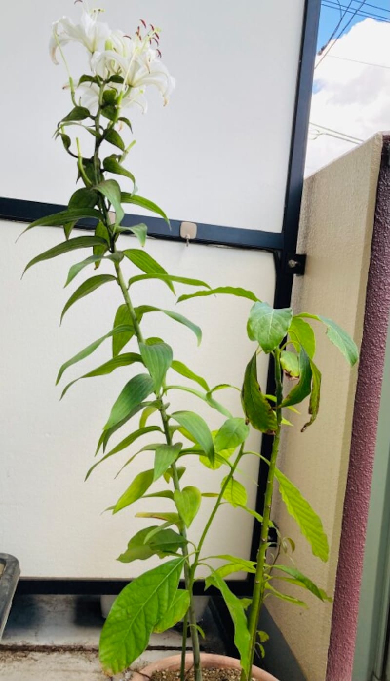 つっぱり棒「使用前」の山百合。茎が後ろに傾いています