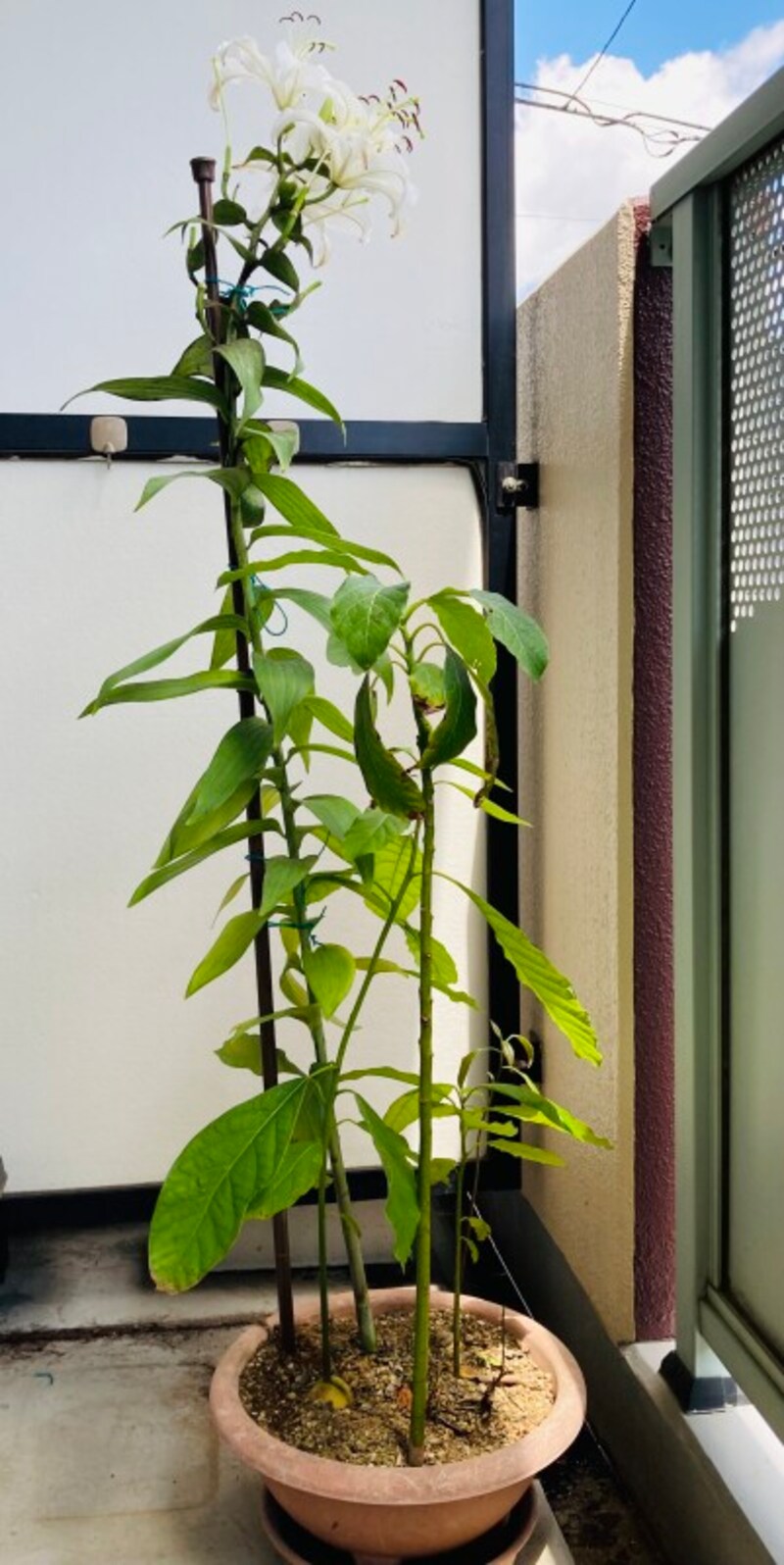 つっぱり棒「使用後」の山百合。すらっとしました