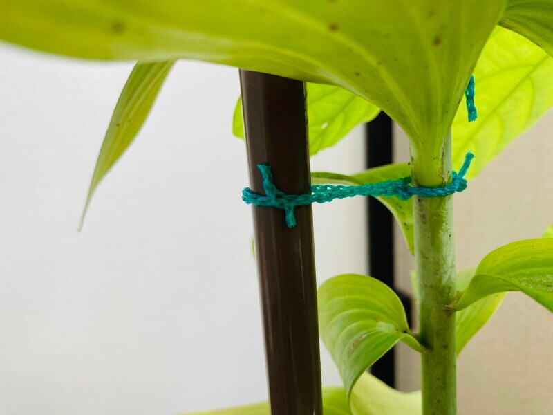 園芸用のひもで誘引します