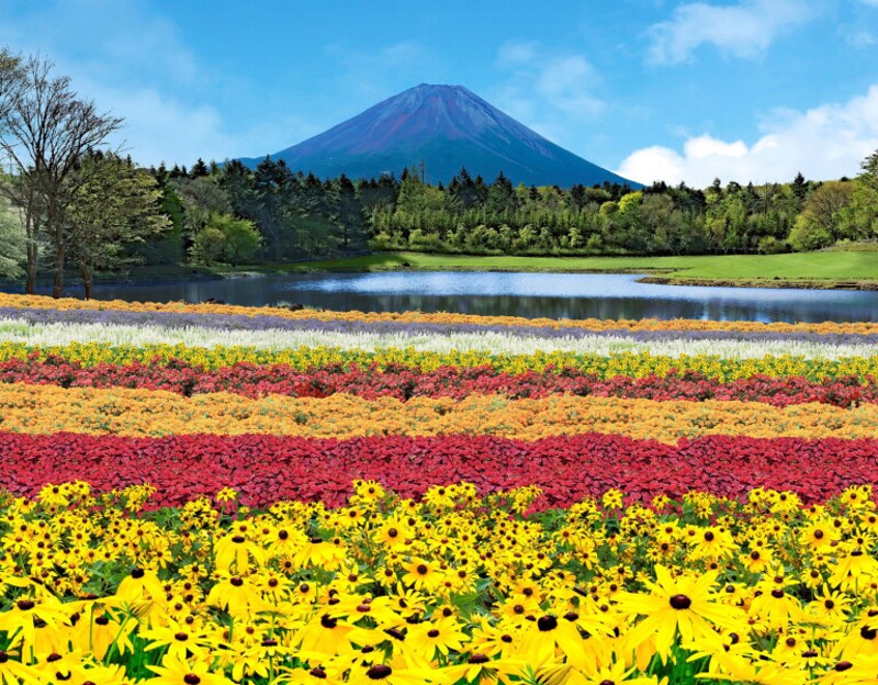 虹の花まつり