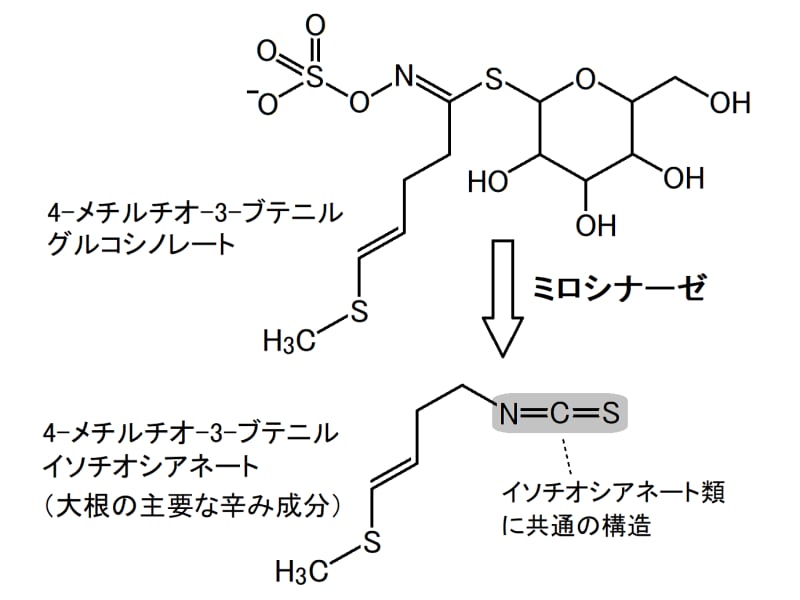 大根,辛味,グルコシノレート,イソチオシアネート