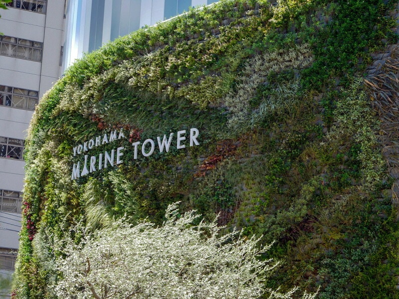 外壁面を緑化することで山下公園を含む周辺環境との一体感を生み出しています（2022年8月11日撮影）