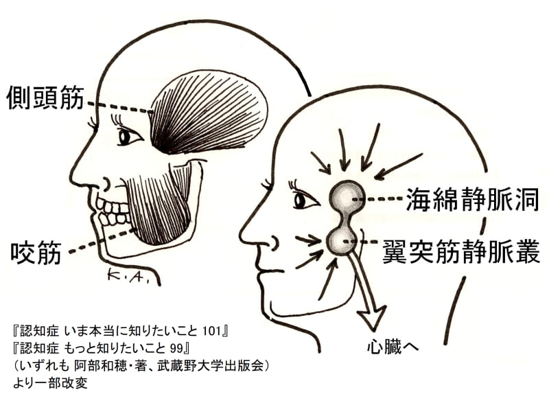 咀嚼運動,奥歯,咬筋,側頭筋,海面静脈洞,翼突筋静脈叢