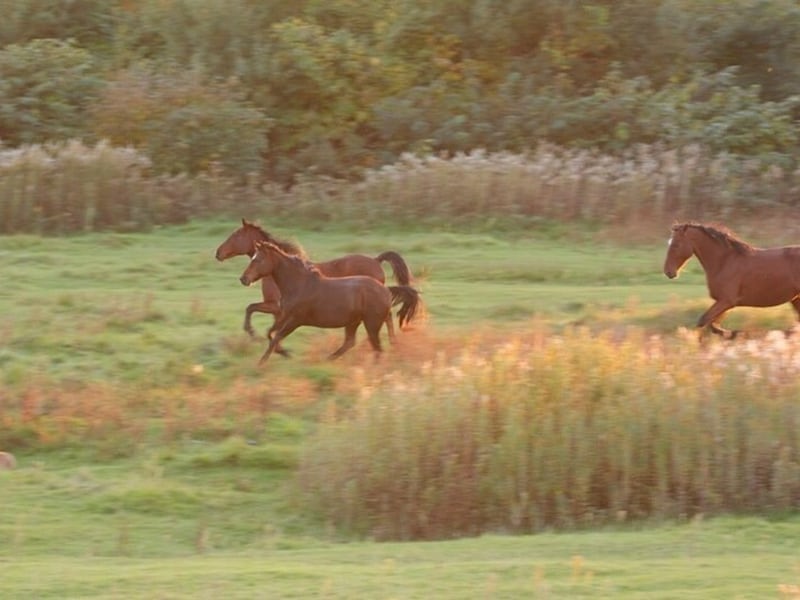 秋になるとたくましく育った馬に乗って敵が攻め込んでくるから警戒せよ!