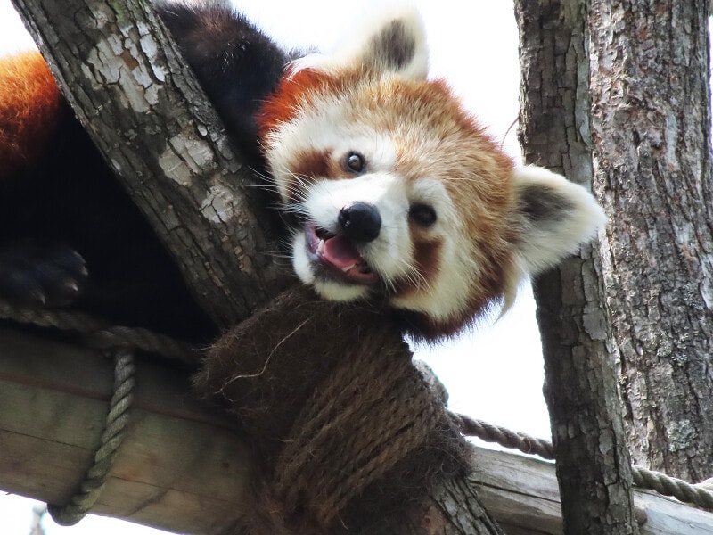 旭川市旭山動物園