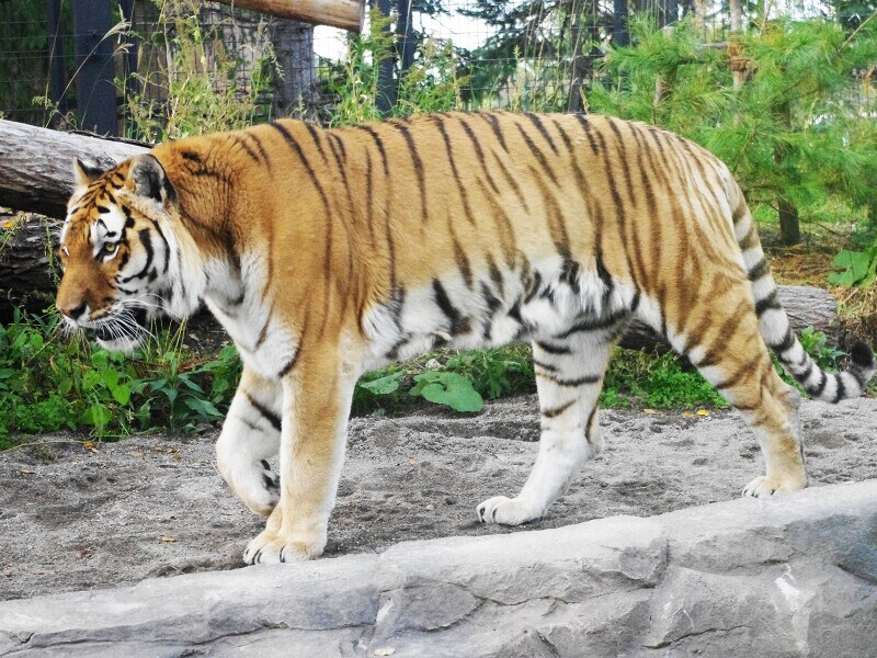 札幌市円山動物園