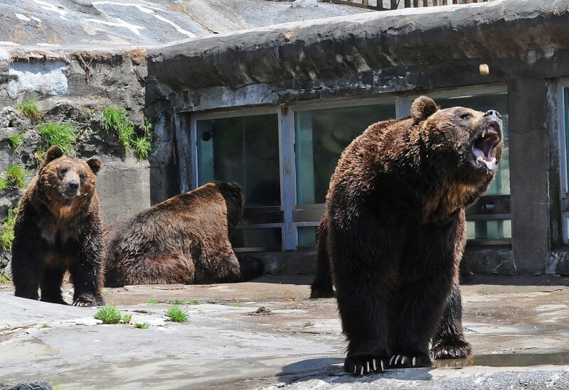 のぼりべつクマ牧場