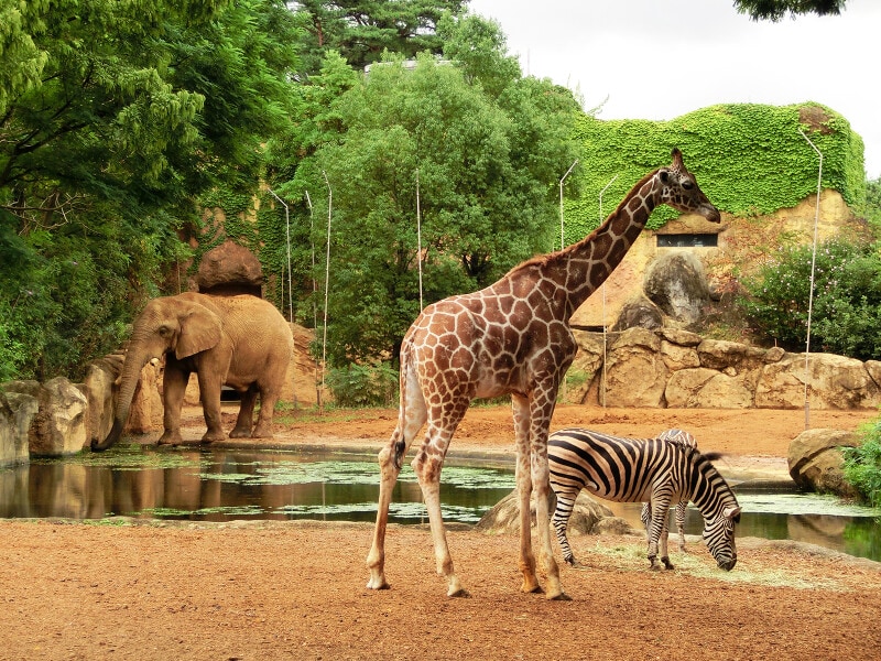 八木山動物公園 フジサキの杜