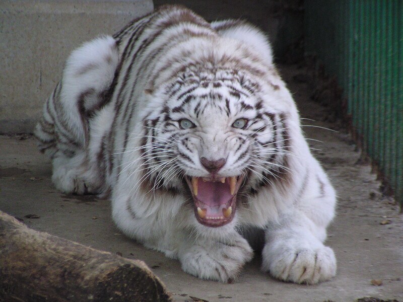 東北サファリパーク