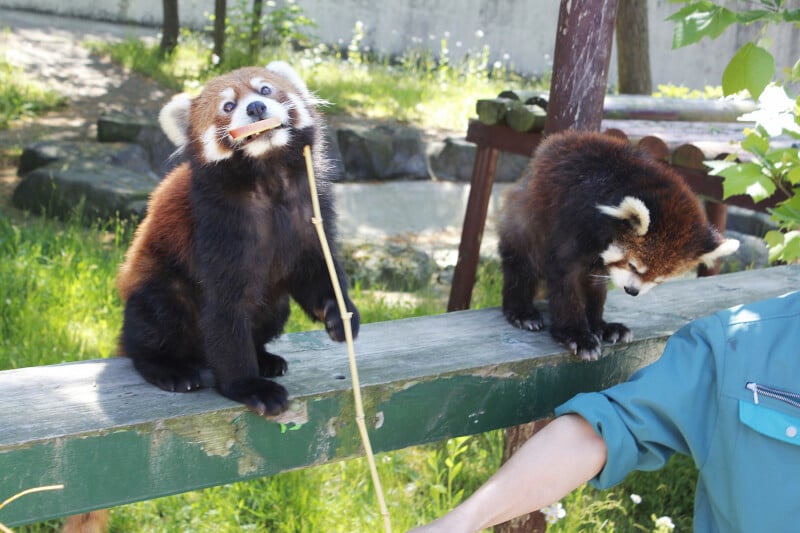 秋田市大森山動物園 あきぎんオモリンの森