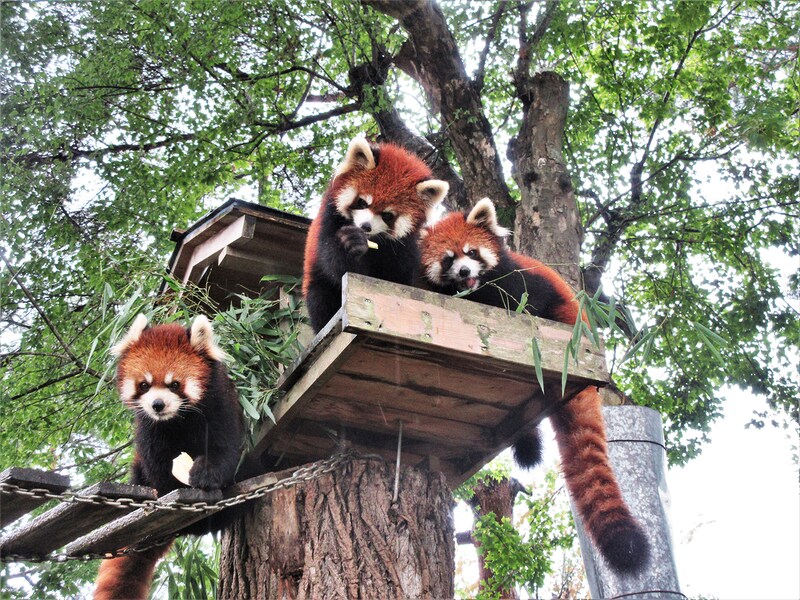 八木山動物公園フジサキの杜