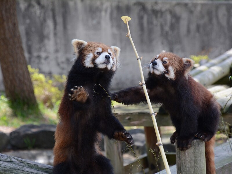 秋田市大森山動物園 あきぎんオモリンの森