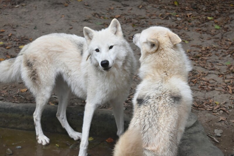 秋田市大森山動物園 あきぎんオモリンの森