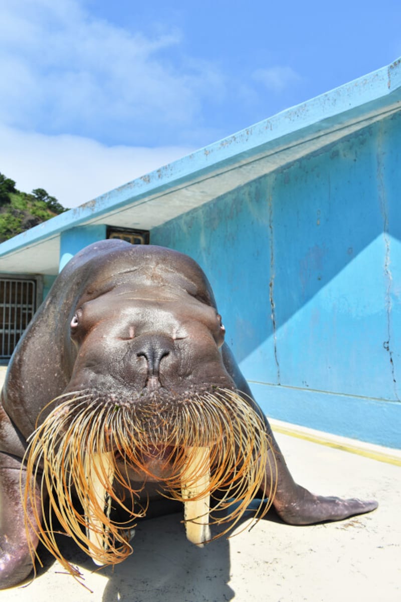 おたる水族館