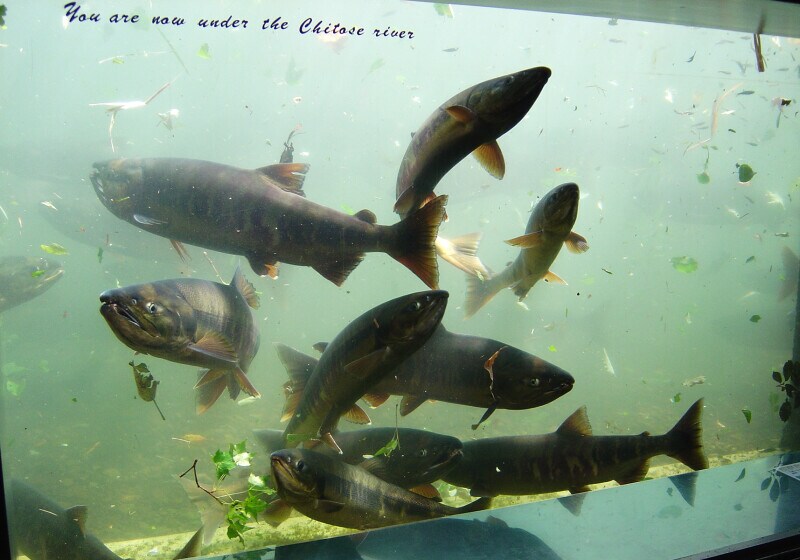 サケのふるさと 千歳水族館