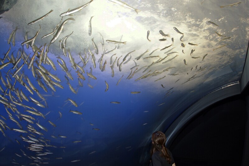 北の大地水族館 山の水族館