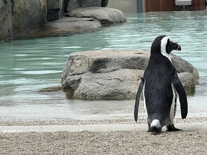 仙台うみの杜水族館