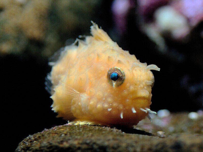 アクアマリンふくしま