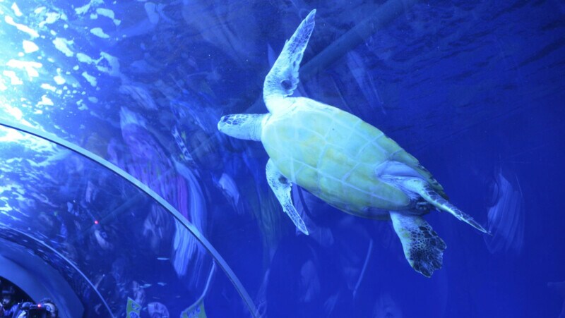 久慈地下水族科学館 もぐらんぴあ