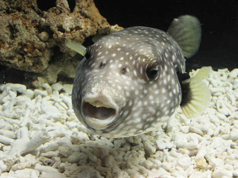 久慈地下水族科学館 もぐらんぴあ