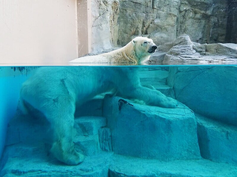 男鹿水族館GAO