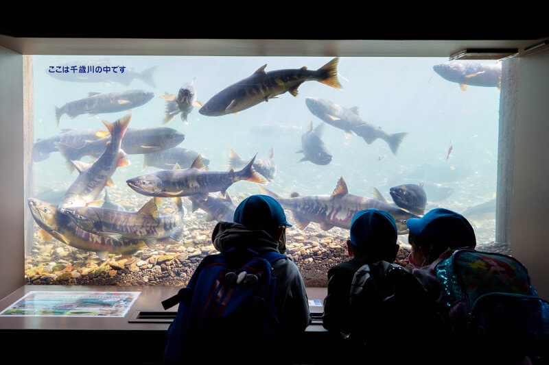 サケのふるさと 千歳水族館