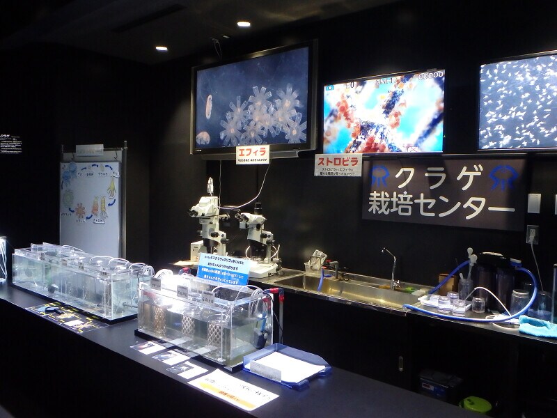 鶴岡市立加茂水族館