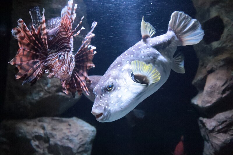 久慈地下水族科学館 もぐらんぴあ
