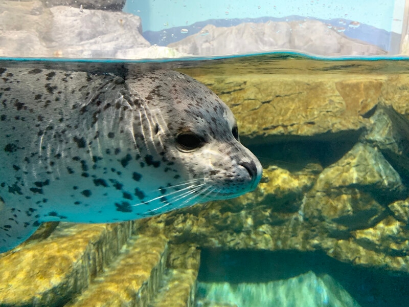 青森県営浅虫水族館