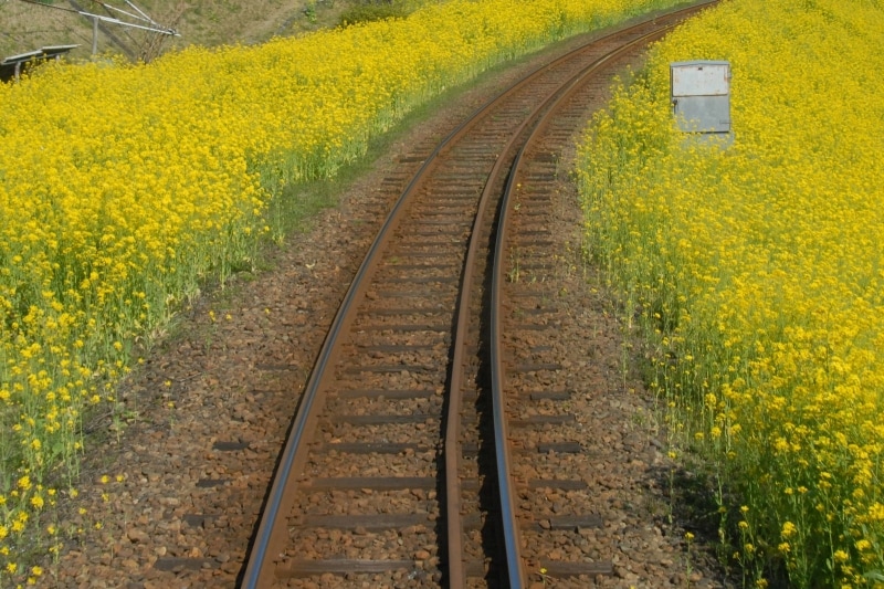 上総中野駅付近の菜の花