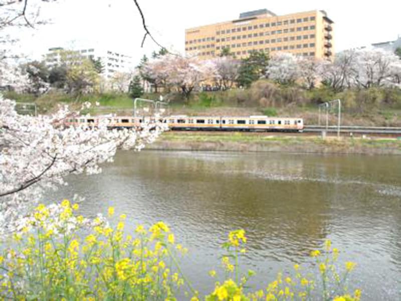 中央線とさくら