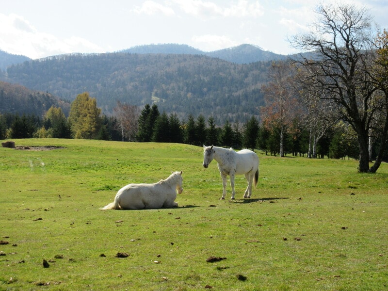 星野リゾート リゾナーレトマム