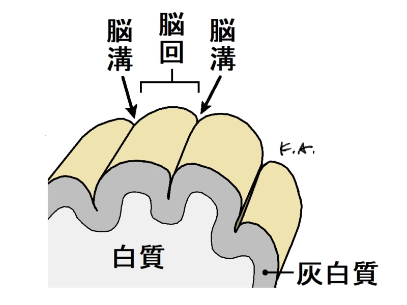 大脳皮質,脳溝,脳回,しわ