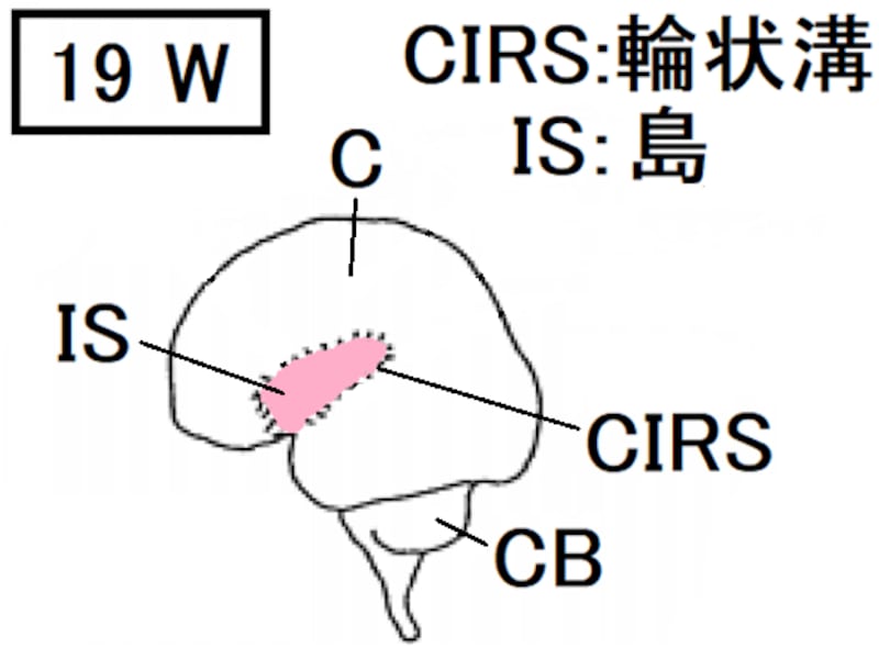 胎児,脳,輪状溝,島