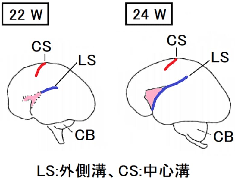 胎児,脳,外側溝,中心溝